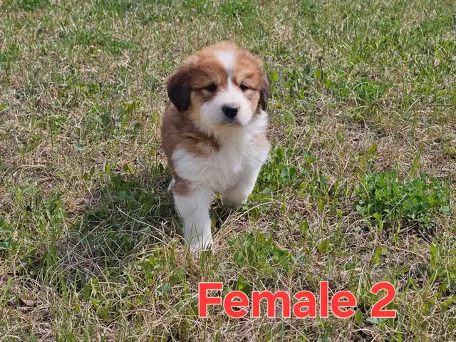 Great Bernese Puppies  **3 Left** in Dogs & Puppies for Rehoming in Edmonton - Image 4