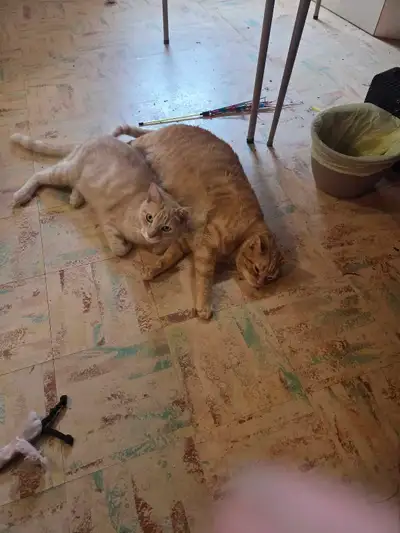 2 cool cats, great with other cats, dogs and children. Very playful. They are neutered . They usuall...
