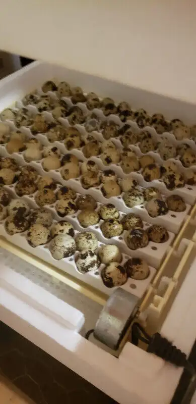 Jumbo Coturnix quail hatching eggs for sale. Colors: Silver / solid, pansy and tuxedo Italian/ solid...