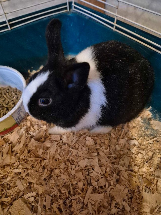 Cute Male Netherland Dwarf Rabbit  comes with cage in Small Animals for Rehoming in St. Catharines - Image 3