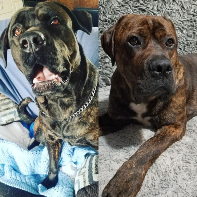 Cane corso puppies Dogs & Puppies for Rehoming Gander Kijiji