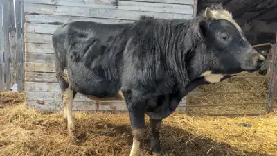 Jersey x Bull, View more