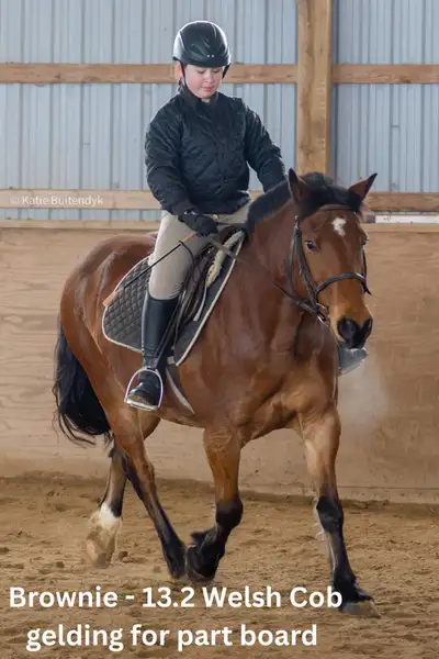 13.2 Welsh Cob Gelding for Part Board! , View more