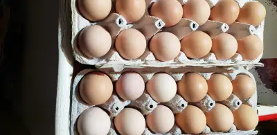 Hatching  Eggs Available, View more