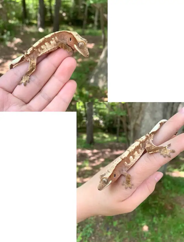 Crested Geckos ($75-$250) in Reptiles & Amphibians for Rehoming in Moncton - Image 11