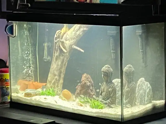 30 GALLON AQUARIUM FISH TANK - Pickering  in Fish for Rehoming in City of Toronto - Image 5