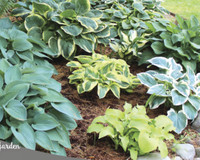 Hostas for sale