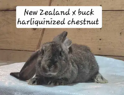 6 New Zealand x English lop baby bunnies ready to go after July 23rd at 8 weeks old. Born May 28th,...