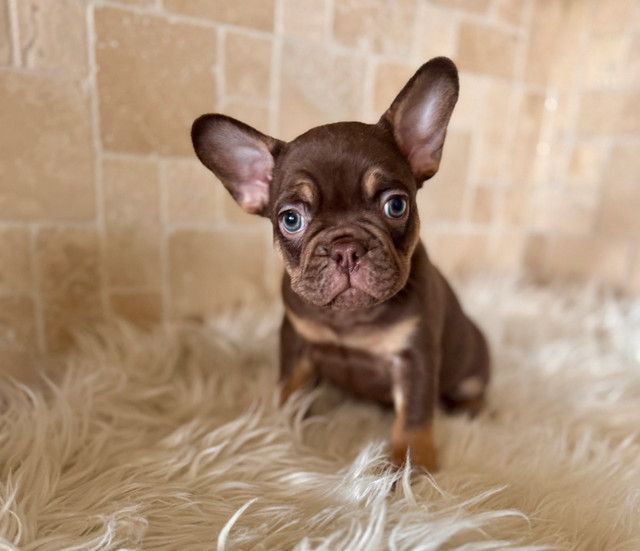 French bulldog puppy in Dogs & Puppies for Rehoming in Calgary - Image 2