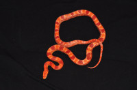 Juvenile Amel Corn Snake 