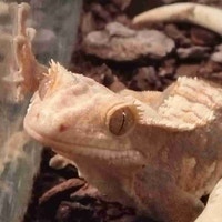 baby crested geckos Kawartha Lakes Peterborough Area Preview