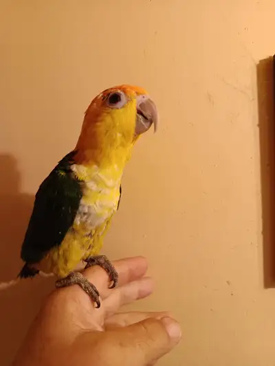 Young White Belly Caique, View more