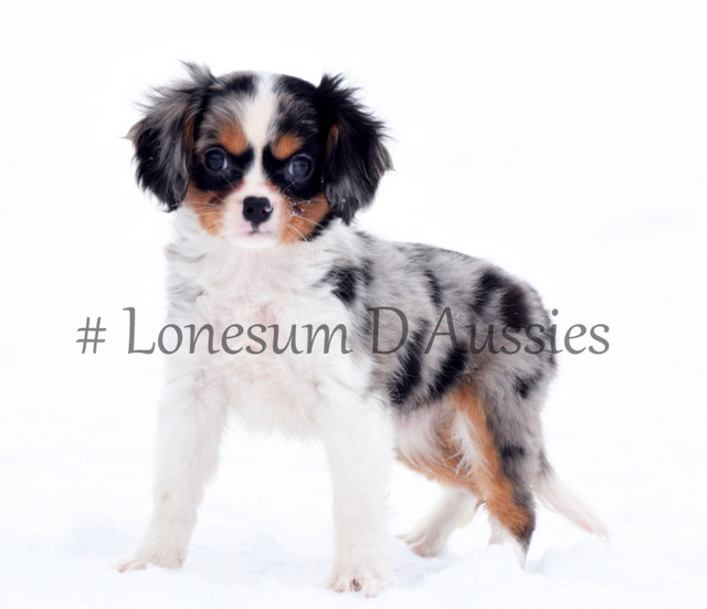 Toy & Mini Australian Shepherds & Aussilier Puppies Available in Dogs & Puppies for Rehoming in Winnipeg - Image 3