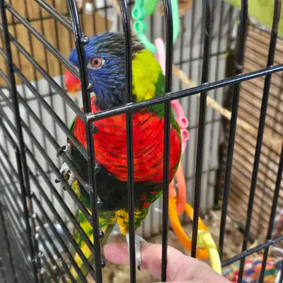 BREEDERS Egg laying female Rainbow Lorikeet, banded. 5 years old, got as a fledgling in 2021. Began...