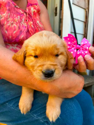Chiots Golden Retriever à vendre., View more