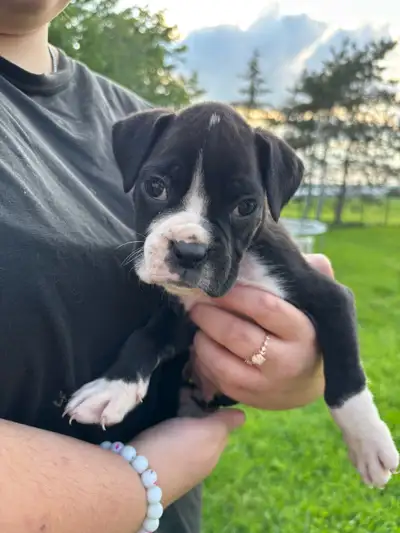 Boxer Puppies, View more
