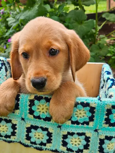 Chiot Labrador pure, View more