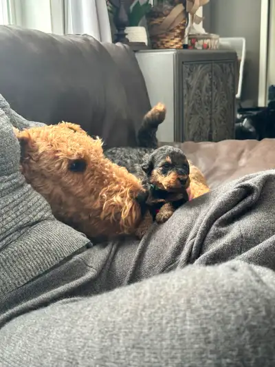 Chiots Terrier Airedale né 03 Mars. Vaccinné, vermifugé, microchip et prêt à partir avec leur nouvel...