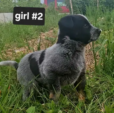 This is the most adorable litter we ever had! We have 1 male and 1 female blue heeler pup for sale!...