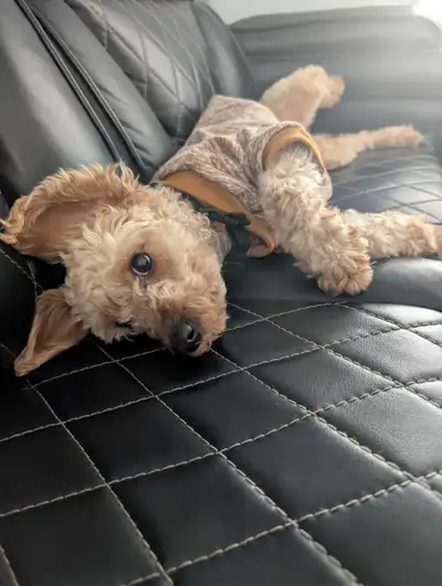 mini poodle, View more