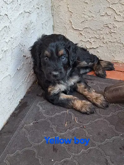 Sweet Golden Doodle Puppies, View more