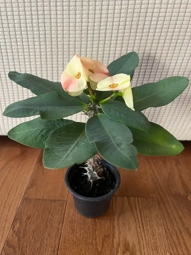RareFind EasyCare HealthilyBeautifullyGrown QueenOfThornsONLY$45 in Plants, Fertilizer & Soil in Markham / York Region - Image 5