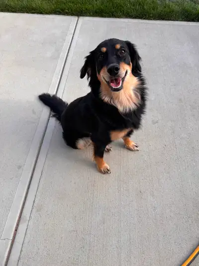 1 year old Australian Shepherd X Golden Retriever for rehoming, View more