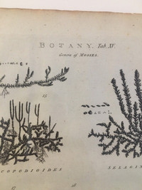 Botany original 1786 engraving