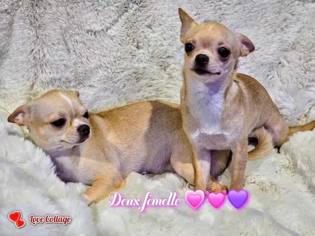 CHIHUAHUA MALE/FEMELLE DÉNIERE PORTÉ D QUALITÉ/2 FRENCHTON MALES in Dogs & Puppies for Rehoming in City of Montréal - Image 4