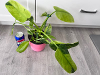 Rare plant- philodendron Jose buono variegated 