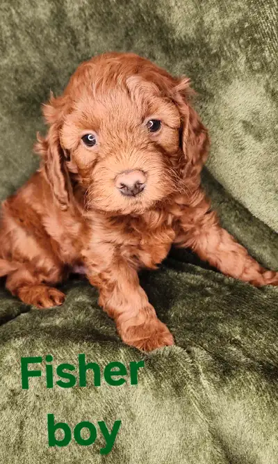 stunning Unique Mini Irishdoodles , View more