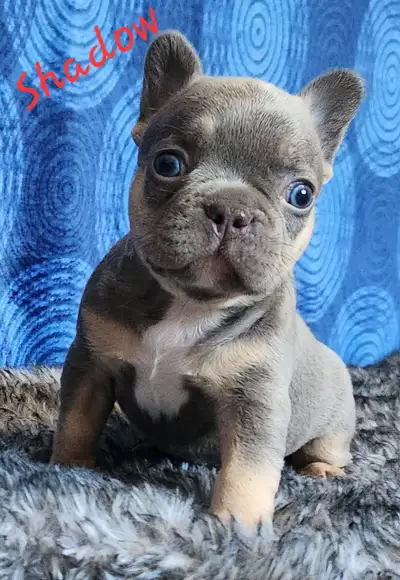3 french bulldog puppies and 1 adult, View more
