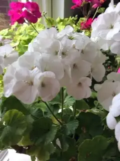 Mature GERANIUM HOUSEPLANTS - Easy Care Plants, View more