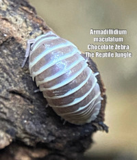 Chocolate Zebra Isopods, Armadillidium maculatum 10 count 