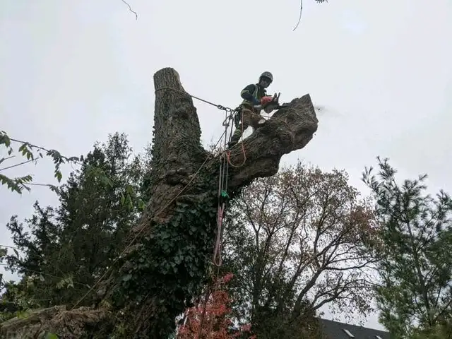 Tree Cutting Arborist Services62863229270146124