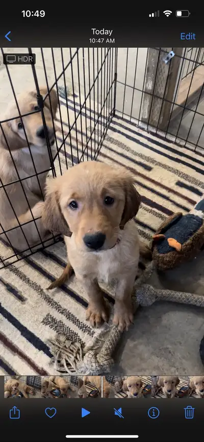 Golden Retriever Puppies (female) CKC registered, View more