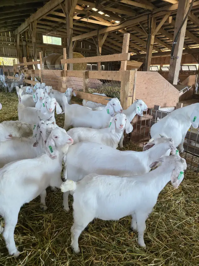Premium Savannah Breeding Stock (Goat Doelings) For Sale in Livestock in Owen Sound - Image 9