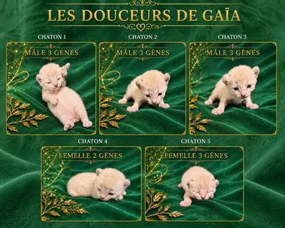 40 ads for lynx in Cats & Kittens for Rehoming in Greater Montréal