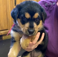 German Shepherd Husky Rottweiler Puppies 