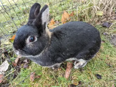 Hello, I have one beautiful Netherland dwarf rabbit looking for a loving home. Her name is Nirvana a...