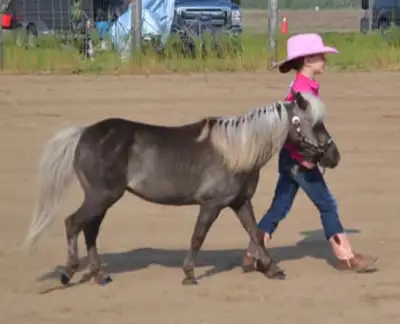 Mini horse "Kinder" , View more