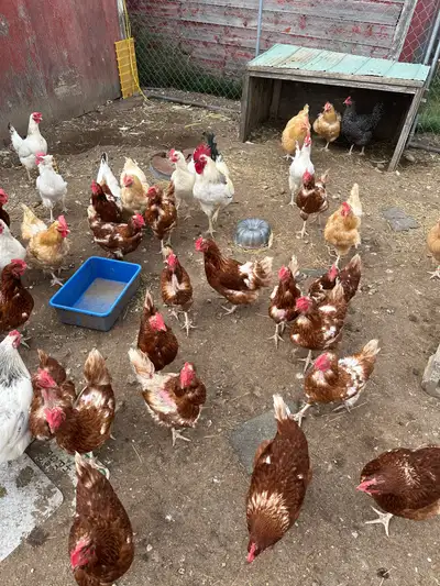 Brown laying hens , View more