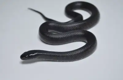 GVEAH PET STORE 1 WATER ST E CORNWALL, ON K6H 6M2 (613) 932-3333
