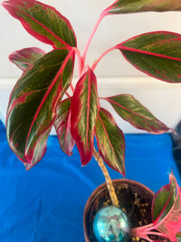 Tropical plant sale