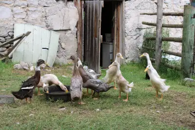 Indian runner ducklings 6-7 weeks old. Assorted colours. $15 each. Unsexed. Located Havelock.