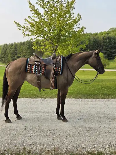 Broke Horses For Sale, View more