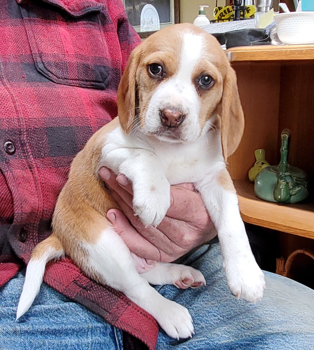 Purebred BEAGLE PUPPIES Pocket or Standard size!! Dogs & Puppies