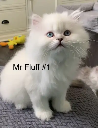 Adorable British longhair/ Persian Himalayan kittens , View more