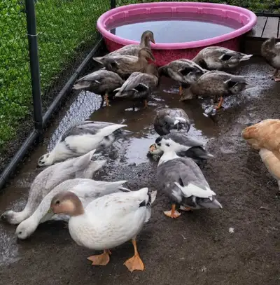 mallard/call ducks, View more
