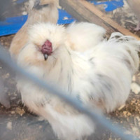 Silkie Rooster Free To A Good Home 